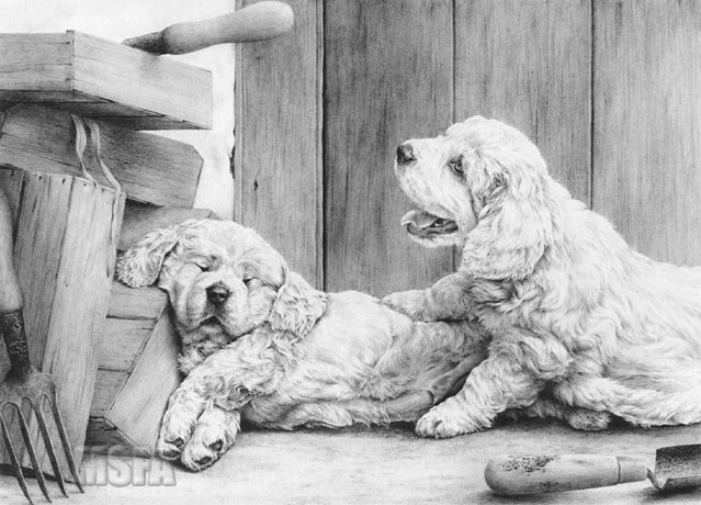 'The Gardeners' Clumber Spaniel graphite pencil drawing by Mike Sibley