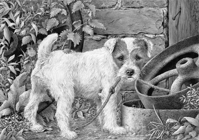 Parson Russell Terrier print and graphite pencil drawing by Mike Sibley