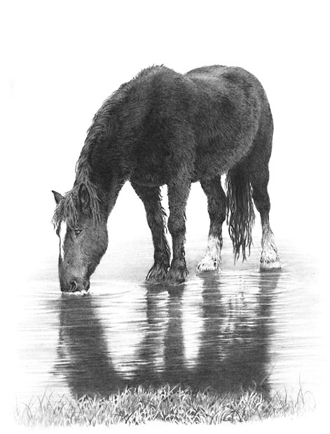 'Winter Thaw' Horse graphite pencil drawing by Mike Sibley.