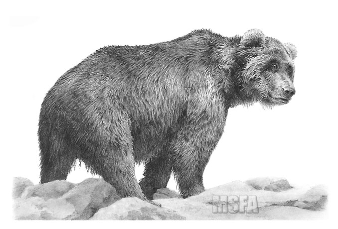 'Grandpa Grizzly' Grizzly Bear graphite pencil drawing by Mike Sibley