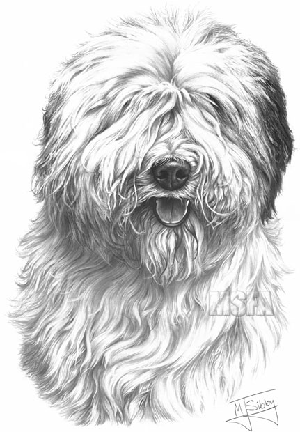 Old English Sheepdog print from graphite pencil drawing by Mike Sibley.