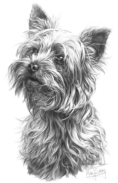 Yorkshire Terrier print from graphite pencil drawing by Mike Sibley.
