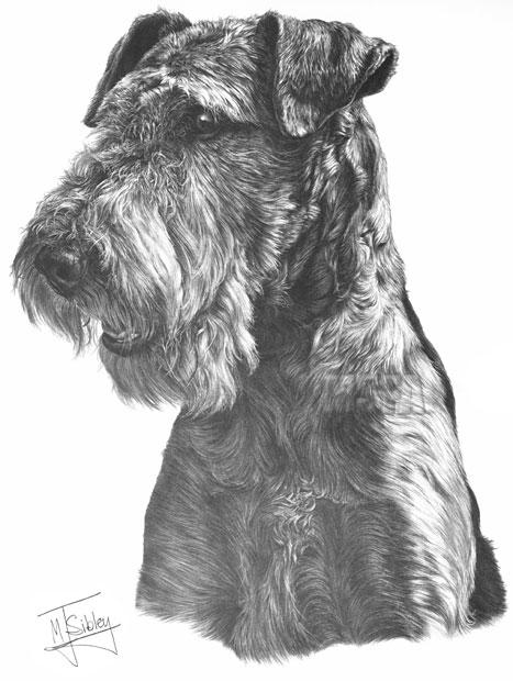 'Airedale Terrier' print from graphite pencil drawing by Mike Sibley.
