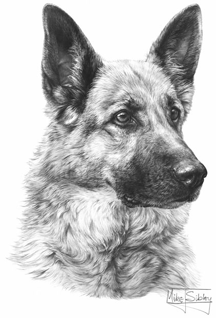 German Shepherd Dog print from graphite pencil drawing by Mike Sibley.
