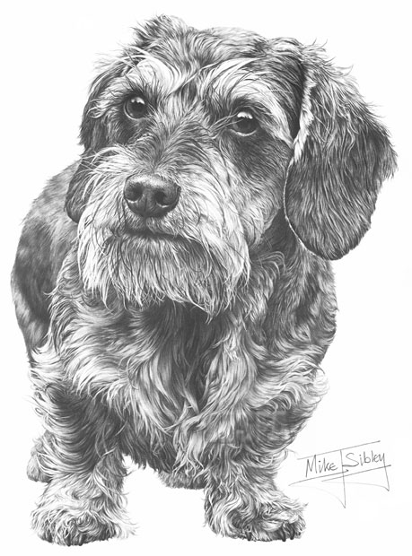Dachshund print from graphite pencil drawing by Mike Sibley.