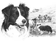 Border Collie limited edition print