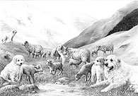 'Pyrenean #2' Pyrenean Mountain Dog (Great Pyrenees) fine art print by Mike Sibley