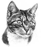 Tabby Cat fine art print