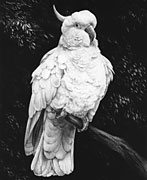 Sulphur-Crested Cockatoo #1 graphite pencil drawing and giclée print by Mike Sibley