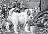 'What?' Parson Russell Terrier fine art print by Mike Sibley