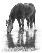 'Winter Thaw' - Horse study fine art print by Mike Sibley