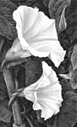 'Bindweed' - fine art print by Mike Sibley