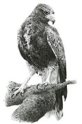 'Harris Hawk' - fine art print by Mike Sibley