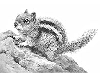 'Golden Mantled Ground Squirrel' - fine art print by Mike Sibley