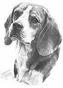 Beagle fine art print