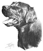 Black Labrador fine art print by Mike Sibley