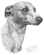 Whippet fine art print by Mike Sibley