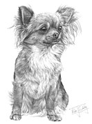 Chihuahua fine art print