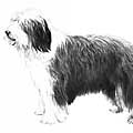 Bearded Collie fine art print