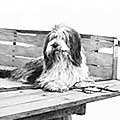 Bearded Collie fine art print