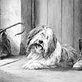 Bearded Collie fine art print