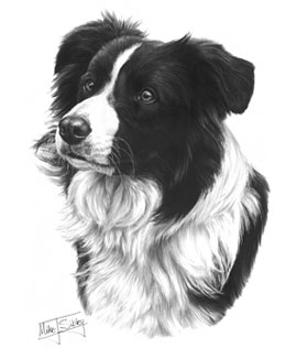Border Collie fine art graphite pencil dog print by Mike Sibley