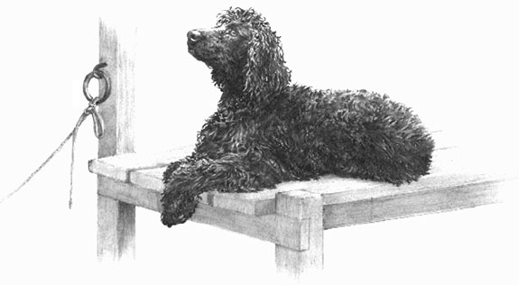 Irish Water Spaniel remarque applied to a limited edition print by Mike Sibley