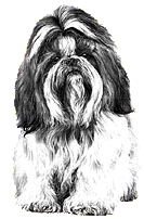 Shih Tzu by Mike Sibley