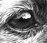 Dogs eye formed with Blu Tack eraser
