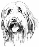 Bearded Collie drawing 1978