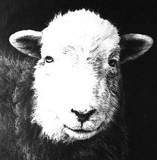 Herdwick Sheep commission
