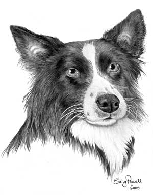 Emily's Border Collie graphite pencil drawing