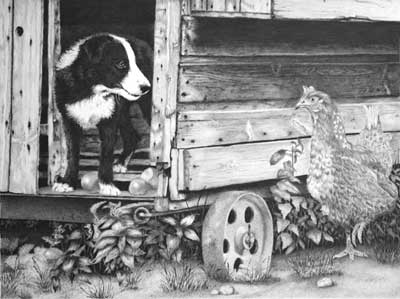 Grahame's Border Collie Pup and Hen graphite pencil drawing