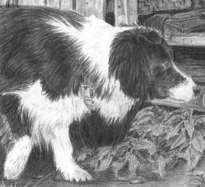 Detail from Kathryn's Border Collie and Duck graphite pencil drawing