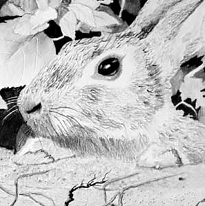 Detail of rabbit in pencil drawing
