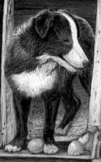 Robbie the dog from pencil drawing by Mary