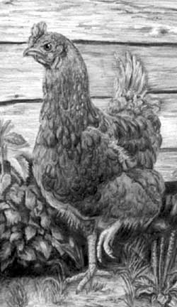 Henrietta the hen from pencil drawing by Mary