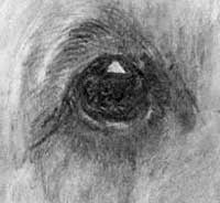 detail of dog's eye