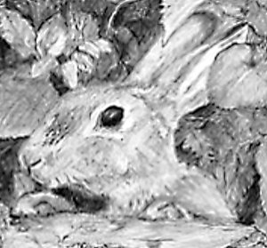 Wild rabbit drawing