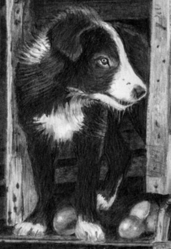 detail of Border Collie pup