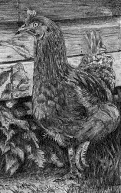 detail of hen