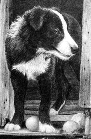 detail of Border Collie pup