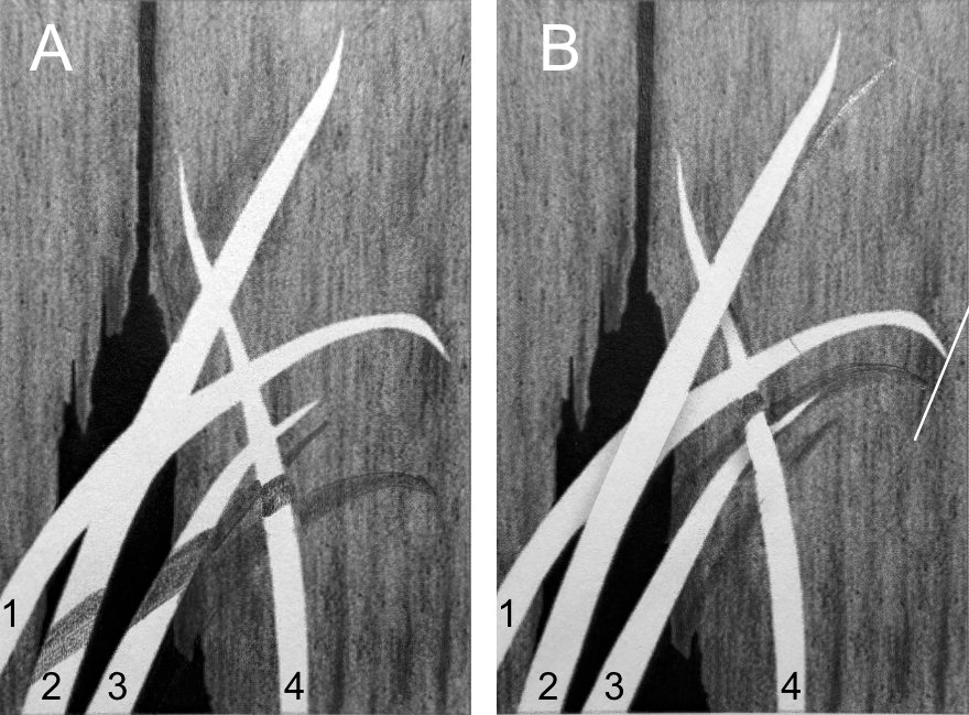 constructing the shadows of intertwining leaves against a wooden wall