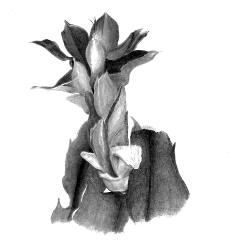 drawing of the negative space of a cactus