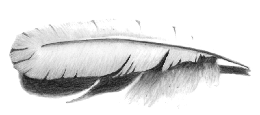 Pencil drawing of a white feather