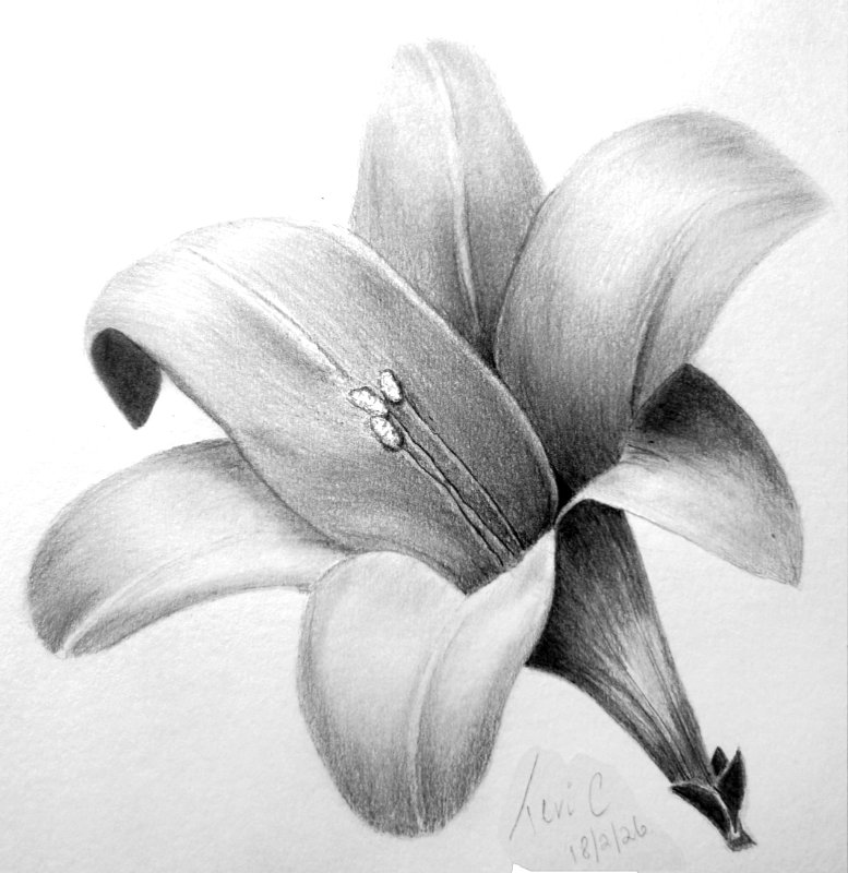 Exercise: Shading a lovely Lily
