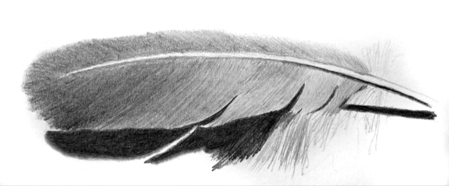 Drawing a feather